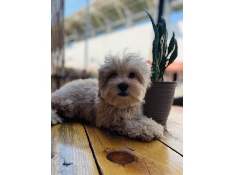 Orjinal mini boy garantili maltipoo