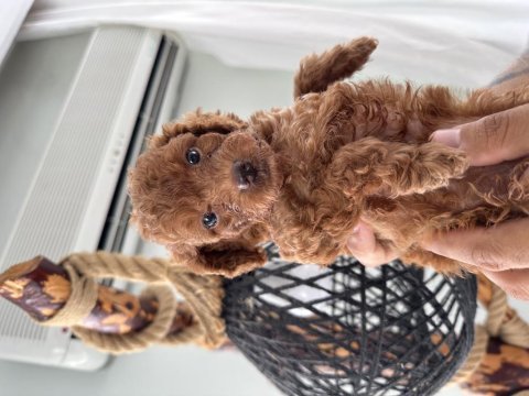 Safkan toy poodle 3 kg altı