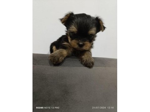 Teacup max 2.300 kg erkek bebek yorkshire terrier