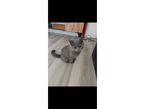 Minik kedimiz ailesini arıyor