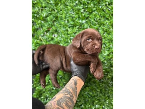 Tarım ve orman bakanlığı onaylı çiftlikten labrador