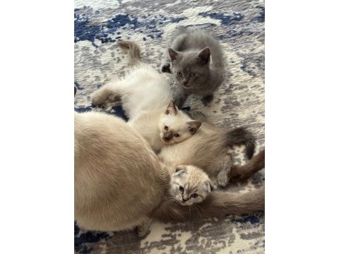 50 günlük lynx point blue point scottish fold ve cinnamon