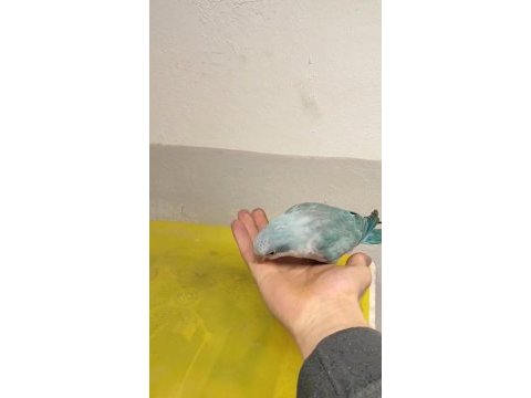 Bebek monk papağanı yavruları