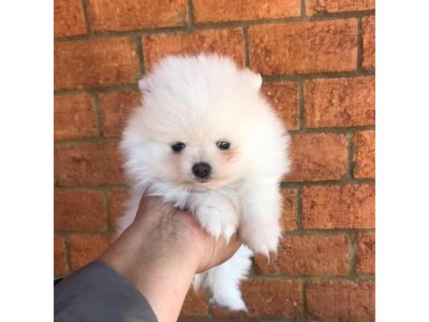 Dünya tatlısı pomeranian yavruları
