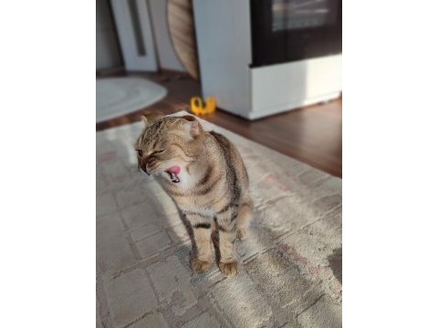 Taşınmadan dolayı kedimi sahiplendiriyorum