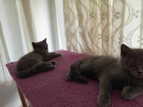 3 aylık dişi british