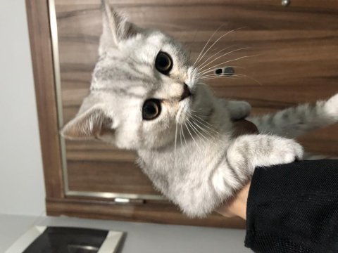 2 aylık safkan dişi british shorthair strike