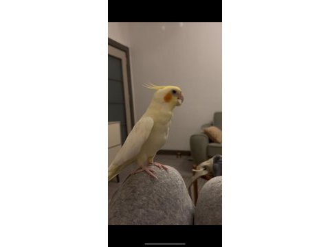 Evcil sultan papağanı tarsus