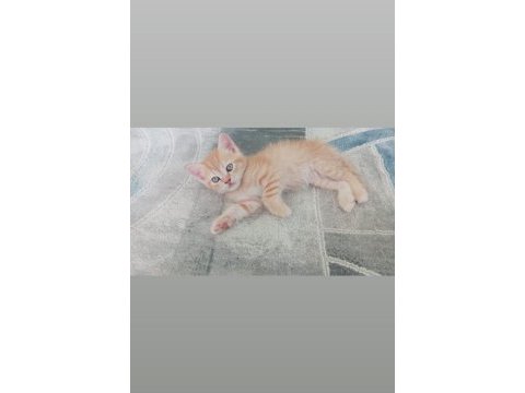 Orjinal safkan britishorthair yavrular