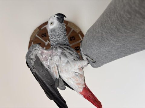 Full evcil konuşan jako papağanı