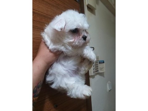 Kalite ve özel maltese isteyenlere