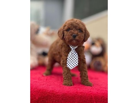 Kg garantili poodle yavrular