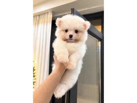 Oyuncak gibi pomeranian boo