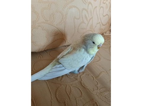 Muhabbet kuşu damızlık dişi