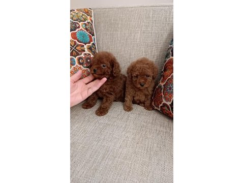 2 erkek 3 dişi poodle