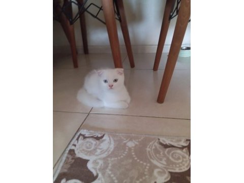 Scottish fold british silver blue point bebekler