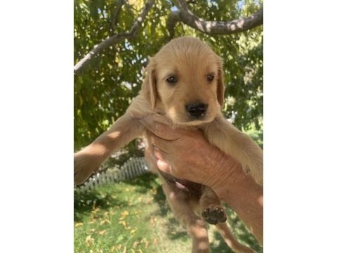 Safkan golden retriever yavrularımız