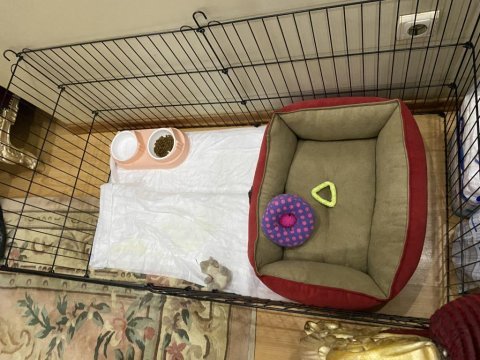 Molly pomeranian köpeği