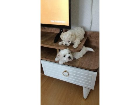 50 günlük maltipoo yavru