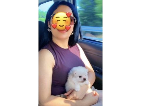 Teacup kar beyazı pomeranian boo dişi prenses