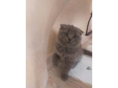 3 tane safkan scottish fold