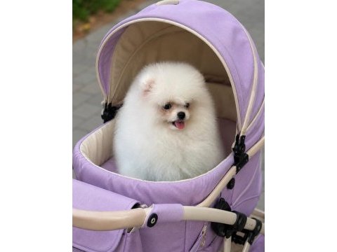 Petmode köpek çiftliğinde ziyarete açık pomeranin