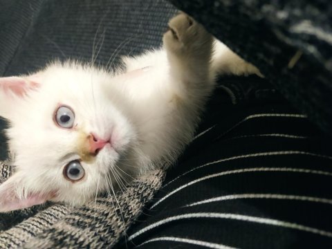 Yavru erkek british shorthair