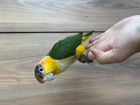 9 aylık portakal kafa caique
