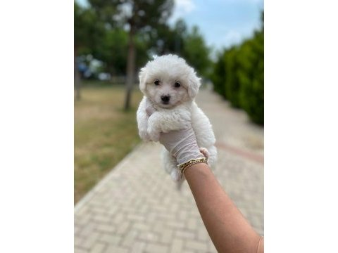 Sıfır numara maltese terrier