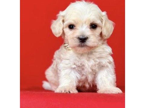 0 numara en mini boy maltipoo yavrular