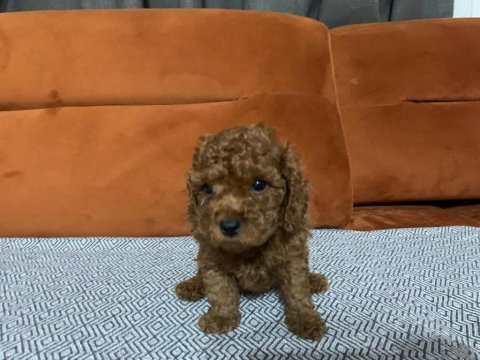 Bebeklerimiz ırk garantili toy poodle
