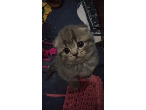 2 nisan doğumlu dişi scottish fold