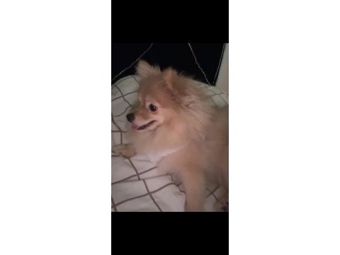 Pomeranian boo 7 aylık dişi