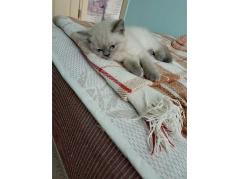British shorthair blue point erkek iki aylık