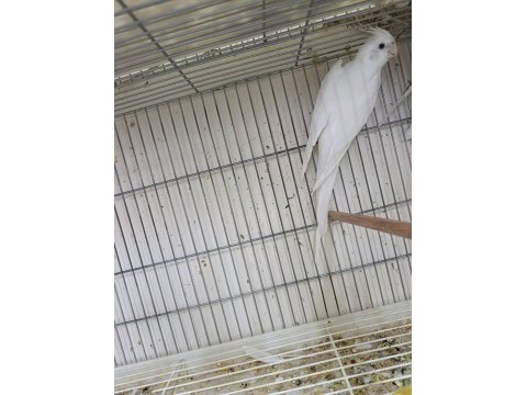 Erkek albino 1 yaşında sultan papağanı