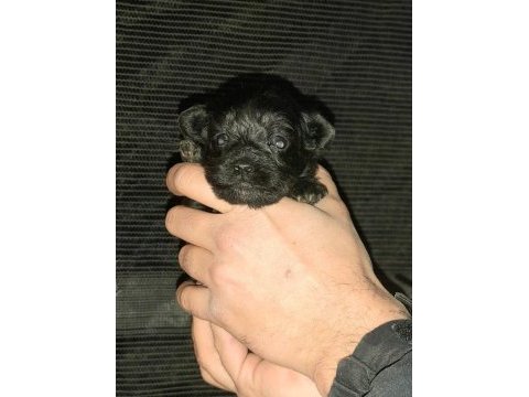 Maltipoo yavrumuz