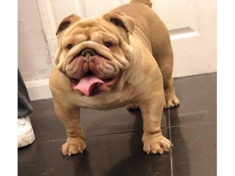 Özel renk egzotik ingiliz bulldog yavrumuz