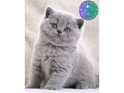 Vazgeçilmez gri british shorthair yavrumuz
