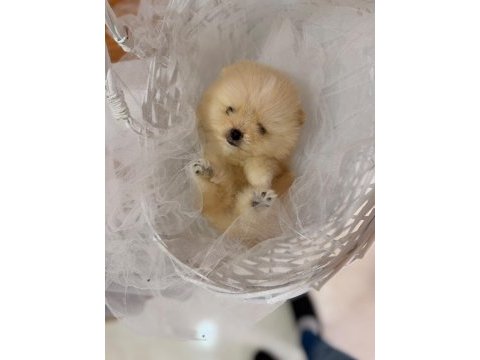İzmirin pomeranian boo minik boy