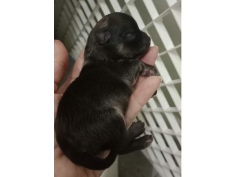 Fcı şecereli mini teacup pomeranian erkek yavrular
