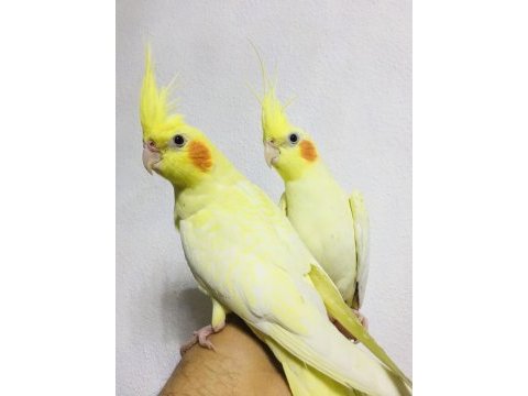 Jumbo boy ev üretimi a kalite erkek lutino sultanlar