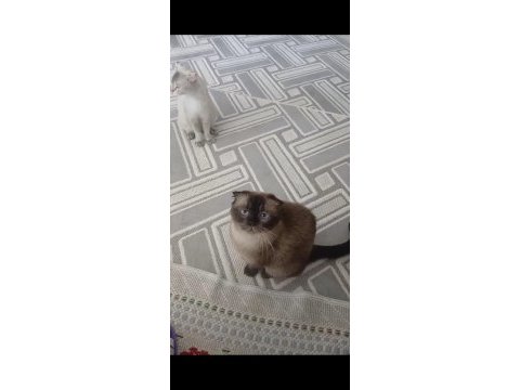 Ücretsiz 3 yaşında dişi scottish fold