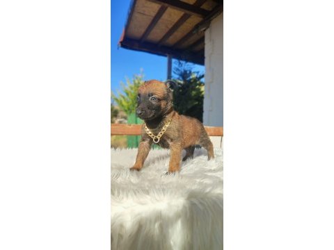 A scr li belçika kurdu yavrularım