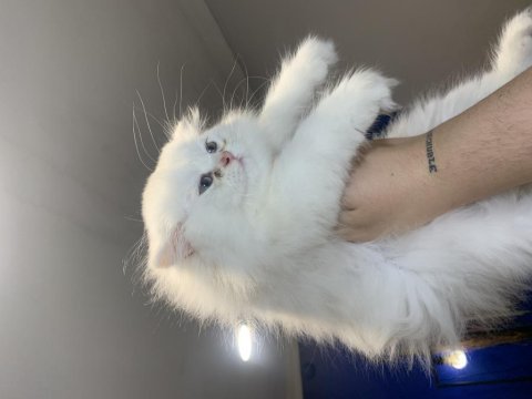 Cam gözlü british longhair yavru