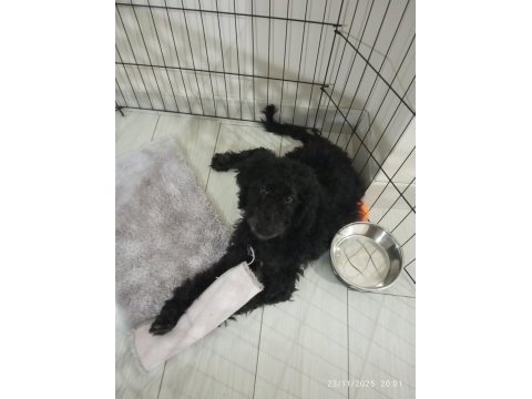 Siyah poodle