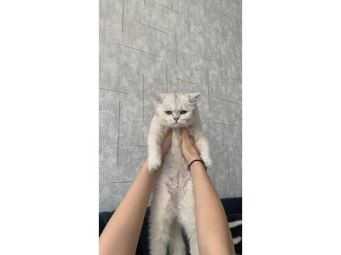 Scottish fold kedisi 5 aylık