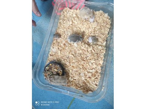 Gonzales hamster yavruları acil sahiplendirme