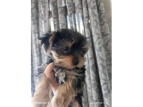 2 aylık yorki bebek köpekler