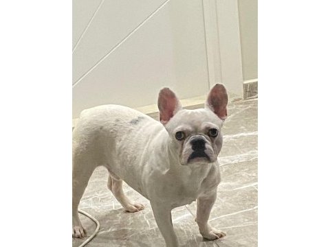 7 aylık erkek french bulldog