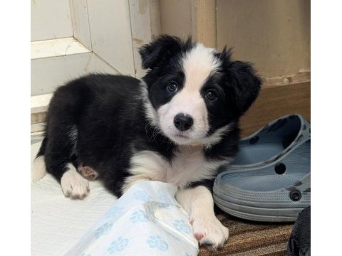 Türkiyenin en güvenilir çiftliğinden border collie